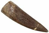 Fossil Plesiosaur (Zarafasaura) Tooth - Morocco #269343-1